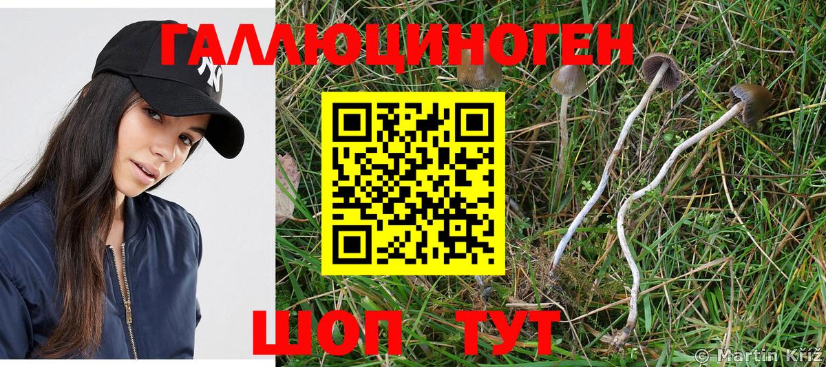 где найти   Волжск  Галлюциногенные грибы Cubensis 